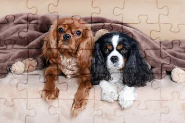 Two cute dogs under the soft blanket jigsaw puzzle