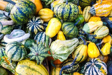 Viele bunte Herbstkürbisse und Kürbisse