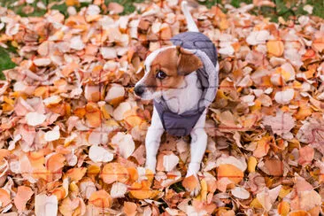 Söt liten hund som bär en grå rock och tittar på