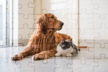 ゴールデンレトリバー犬とブリティッシュショートヘアの猫