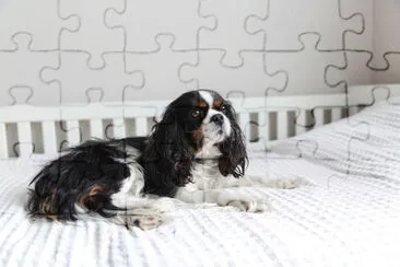 Słodki cavalier spaniel leżący na łóżku