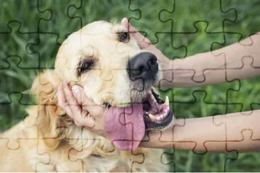 Perro feliz con mujer