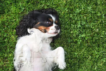 słodki piesek, cavalier spaniel na trawie