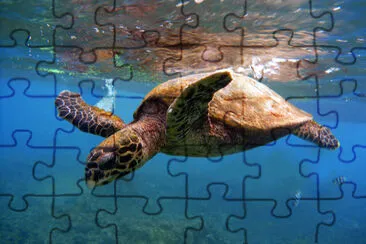 Close-up on a Sea Turtle swimming jigsaw puzzle