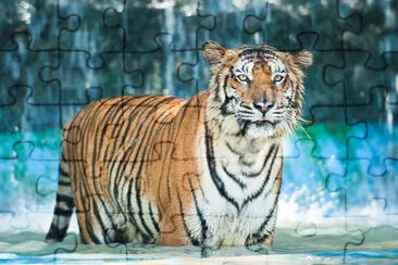 Tiger im Wasser