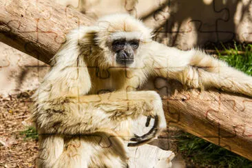 Ein weißhändiger, hylobates lar, gibbon entspannter Sunb