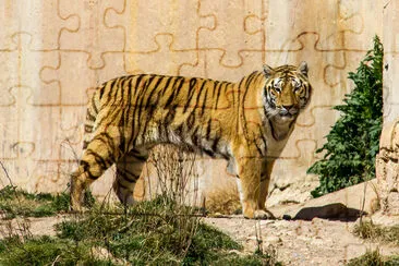 Una tigre del Bengala in piedi sull'erba