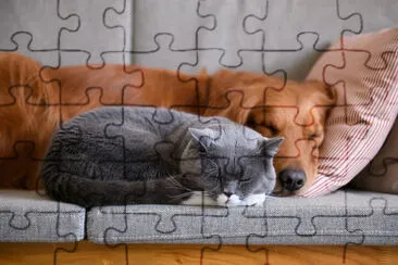 Golden Retriever sleeps with the cat jigsaw puzzle