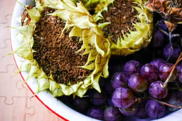 Närbild av höstens frukter och grönsaker: sunflowe