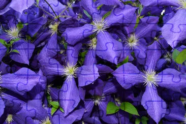 Lila stor klematisblomma (Clematis x jackmanii