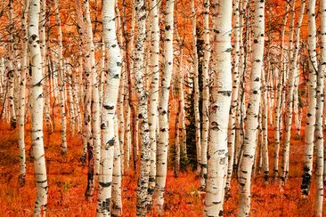 Fall color in an aspen glade, Utah, USA. jigsaw puzzle