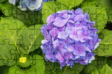 פאזל של הידראנגאה פרח סגול (Hydrangea macrophylla) ב