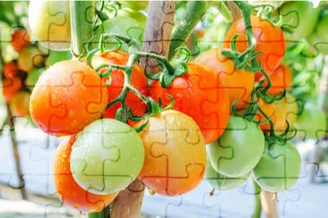 Fresh ripe tomatoes growing on a branch in garden, jigsaw puzzle