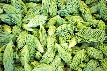 Fresh picked green spruce shoots jigsaw puzzle