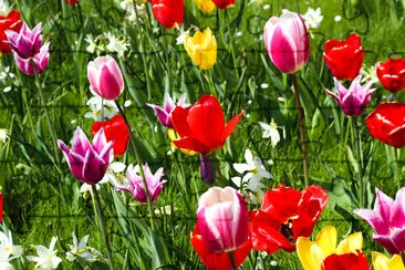 Många röda, rosa, gula tulpaner i grön trädgårdsfält