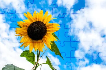 Girasol solitario en un cielo azul y nubes backgrou