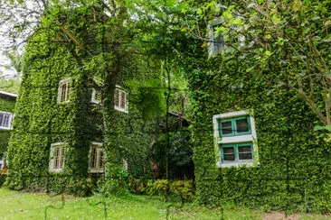 Casa cubierta con fondo de hiedra verde.