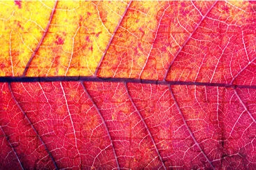 fond de texture de feuille rouge coloré lumineux. Fermer