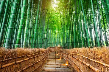 Floresta de bambu em Kyoto, Japão.