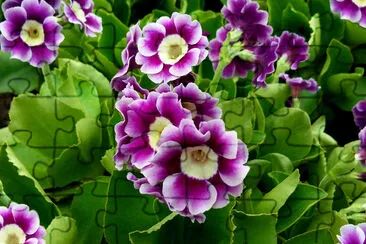 Mazzo di piante di enotera (primula vulgaris) pu