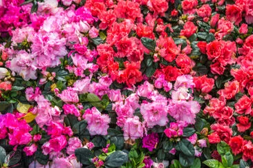 Vildros som blommar i trädgården (Rhododendron arbore