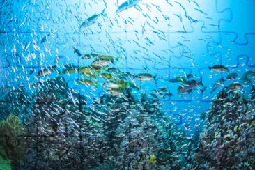 Peixes grandes e pequenos