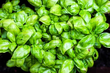 Basil in pot jigsaw puzzle