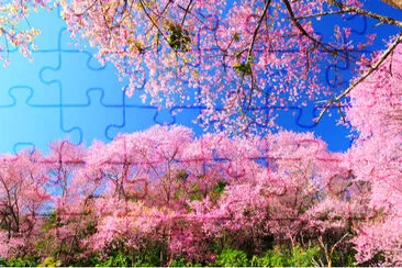 Primavera rosa flores de cerezo con cielo azul Backgrou