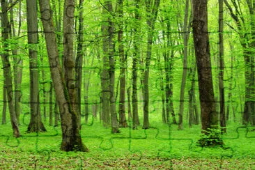 Fondo de bosque verde en un día soleado