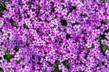 Teppich der rosa Blumen, die im Garten wachsen