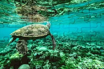 Photo d'une tortue sous l'eau