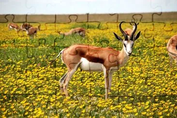 Antilopes sur champ vert