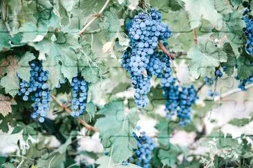 Raisins bleus dans le vignoble