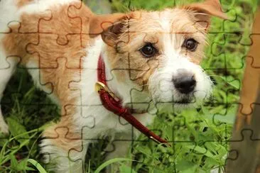 Brown and White Dog jigsaw puzzle