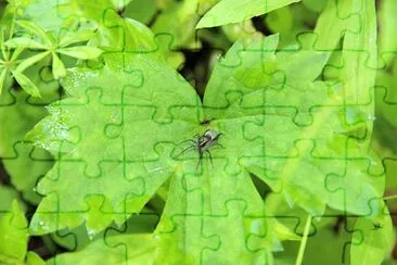 Spinne auf Blättern