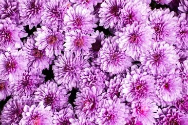 Purple Petaled Flowers jigsaw puzzle