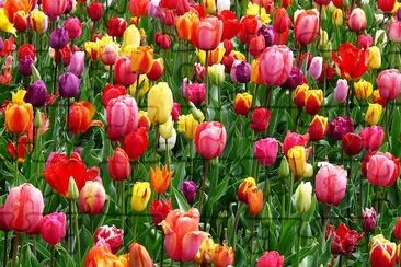 Red, Purple and Yellow Tulips jigsaw puzzle