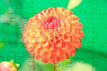 Orange Petaled Flower jigsaw puzzle