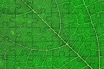 Leaf Texture jigsaw puzzle