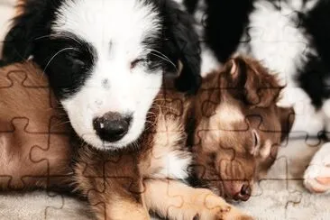 Cute Puppies Resting Together jigsaw puzzle