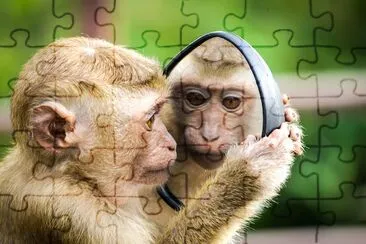 Singe regardant miroir