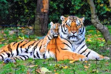 Tiger und Jungtier