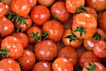 Tomatoes Anyone? jigsaw puzzle