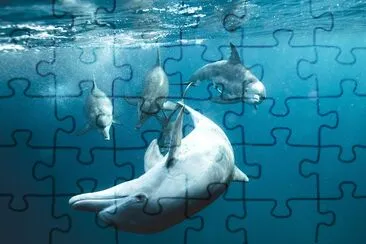 Dolphins Underwater jigsaw puzzle