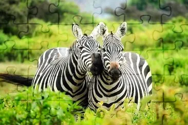 Glückliche Zebras