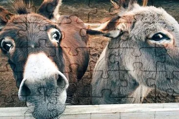 2 Donkeys Closeup jigsaw puzzle