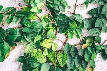 緑の植物の葉のクローズアップ