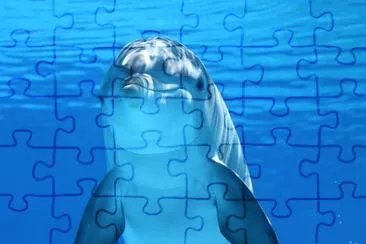 Dolphin Friend jigsaw puzzle