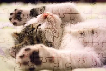 Kitten Taking a Nap jigsaw puzzle