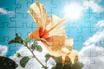 Yellow Hibiscus Under Sunlight jigsaw puzzle